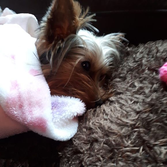 Meet your Posher, Tara - Picture 1 of 1